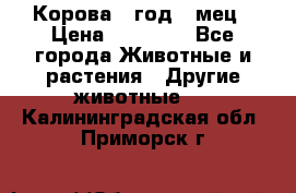 Корова 1 год 4 мец › Цена ­ 27 000 - Все города Животные и растения » Другие животные   . Калининградская обл.,Приморск г.